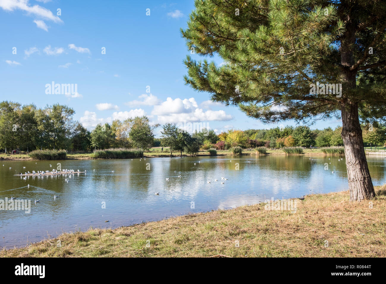 Goélands sur le lac à l'Rushcliffe Country Park à l'automne, Ruddington, Lancashire, England, UK Banque D'Images