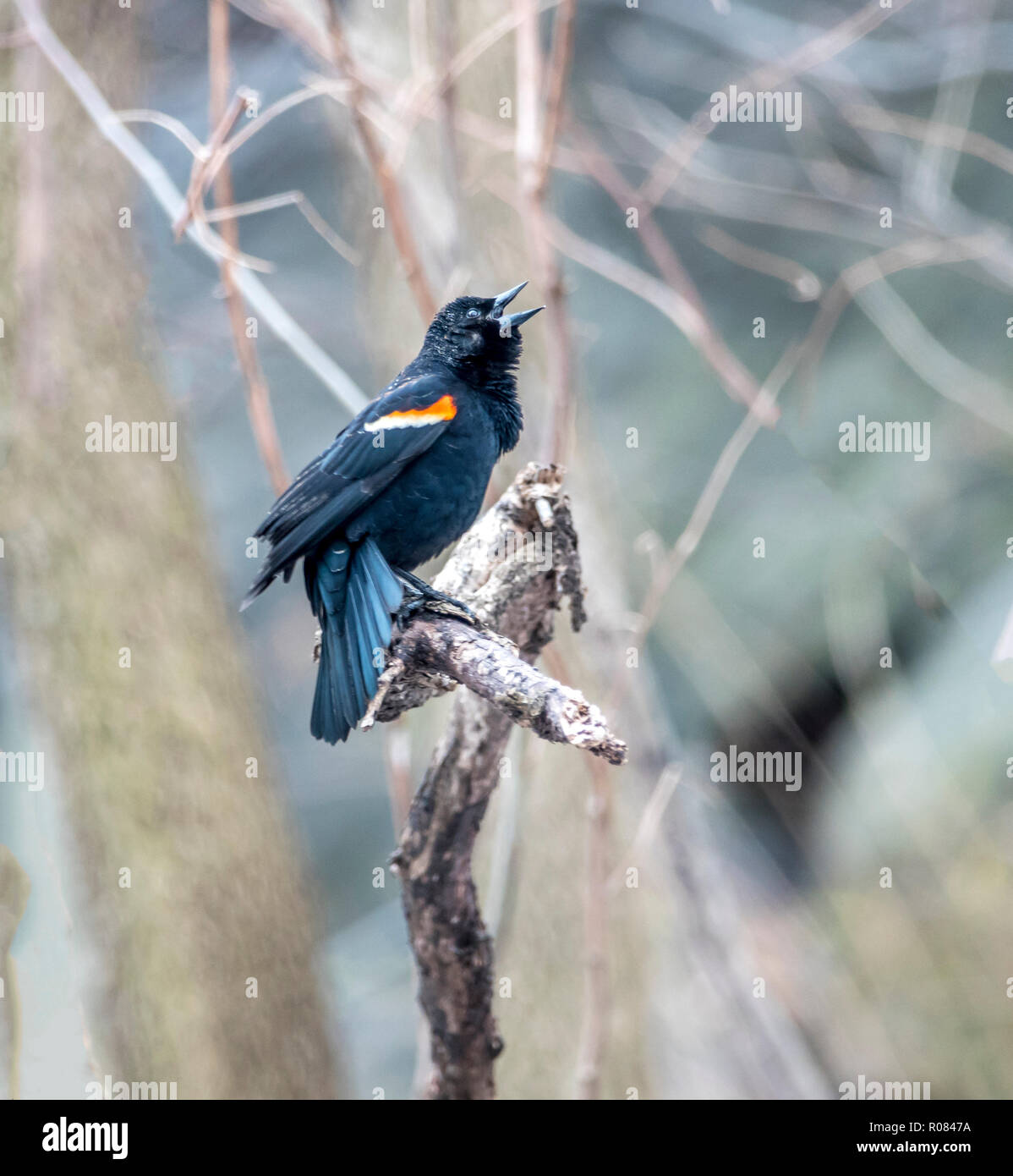 Red-winged Blackbird Agelaius phoeniceus ,est une espèce de passereau de la famille des Icteridae Banque D'Images