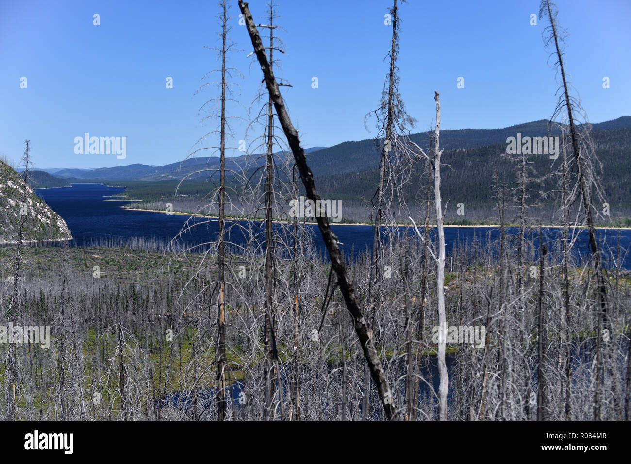 La limite d'un forestfire au Québec 2018, Labrieville Banque D'Images