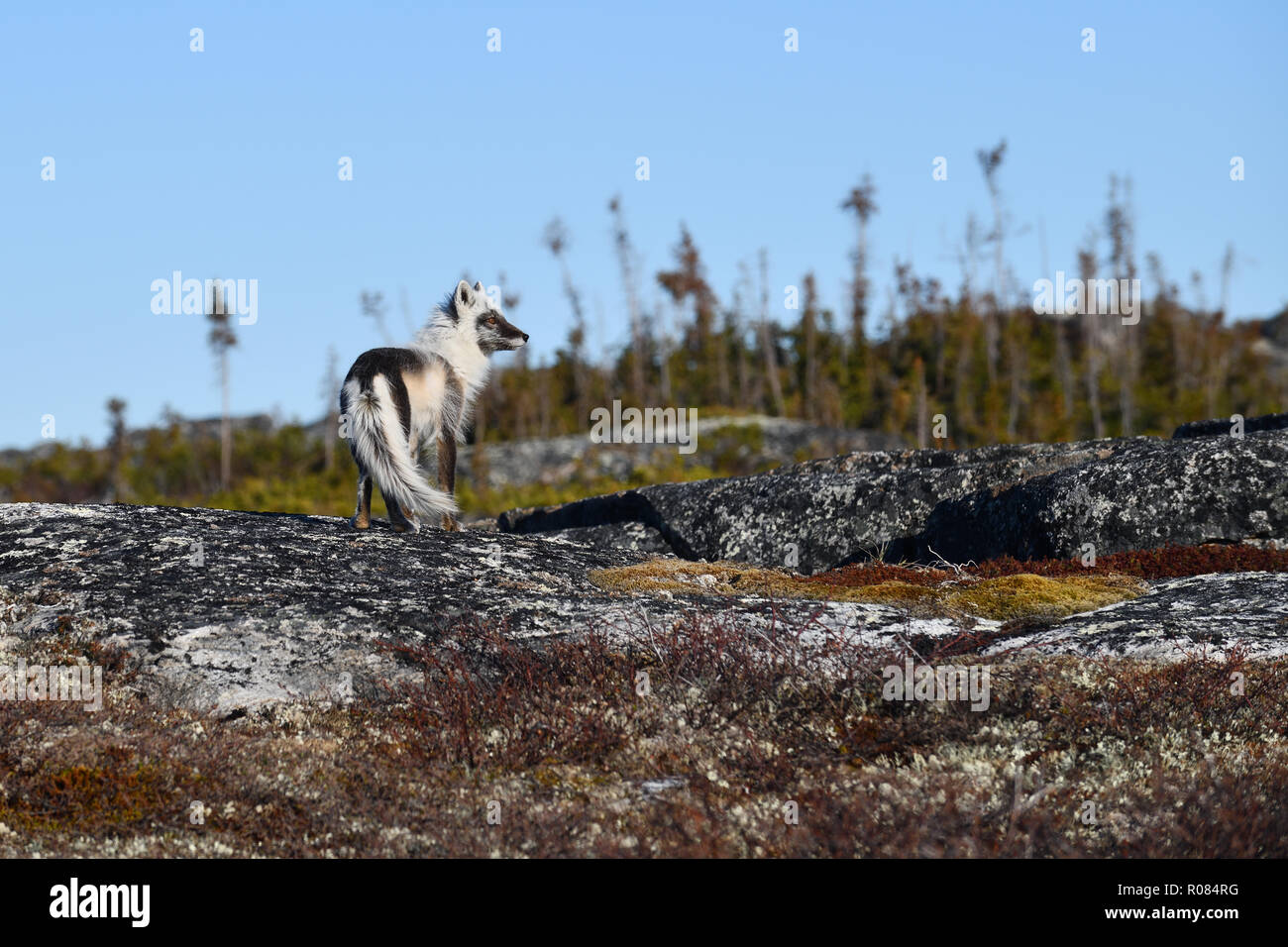 Le renard arctique au printemps Banque D'Images