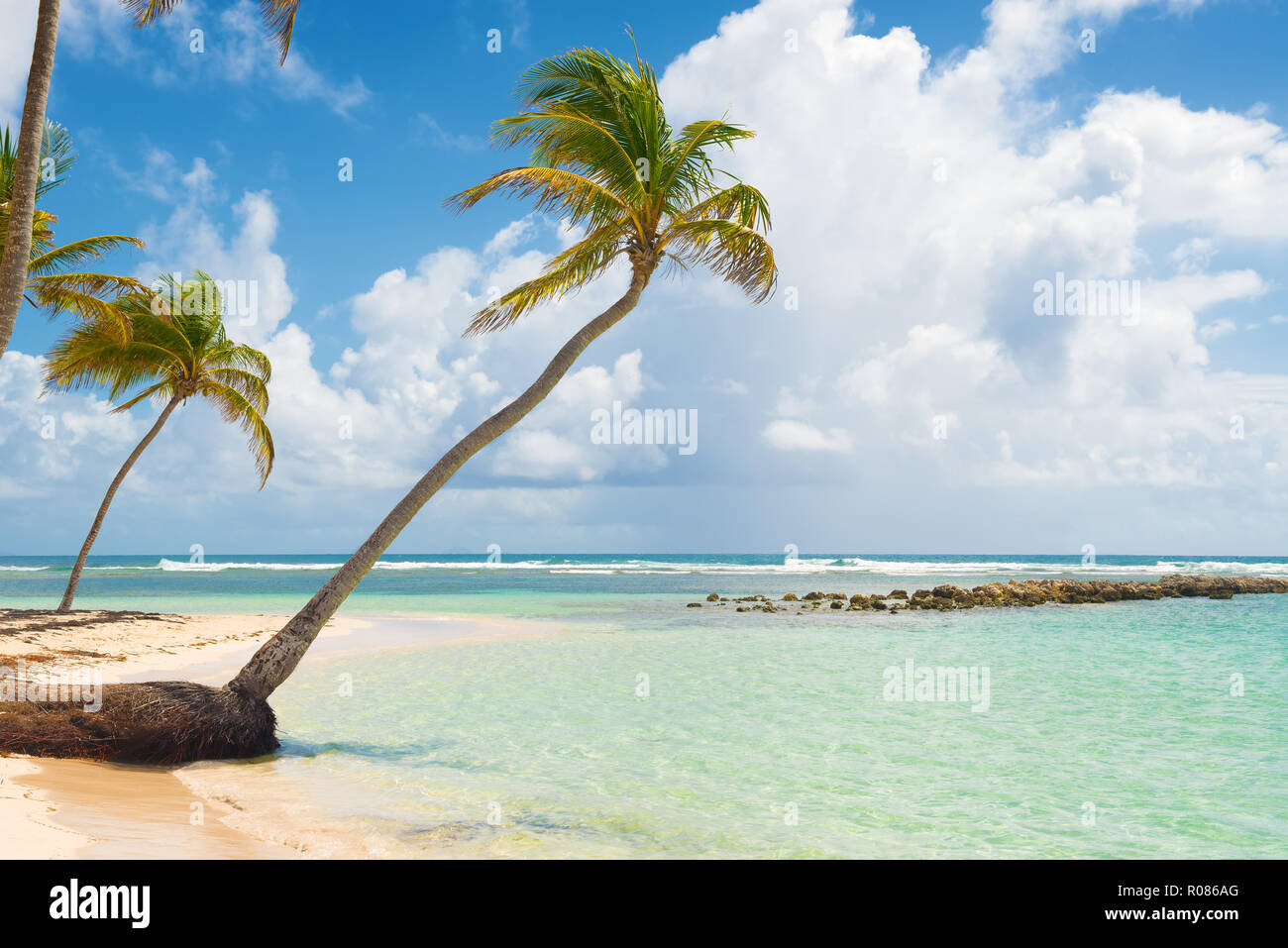 Ciel bleu,coco arbres, l'eau turquoise et le sable doré, Caravelle beach, Sainte Anne, Guadeloupe, French West Indies. Banque D'Images