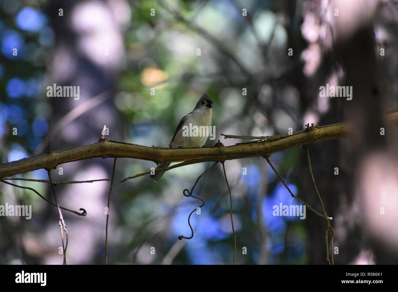 Mésange bicolore, Baeolophus bicolor, songbird assis sur une vigne muscadine et chant, appelant à son troupeau pour venir à l'engraissement sur le bord de la Banque D'Images