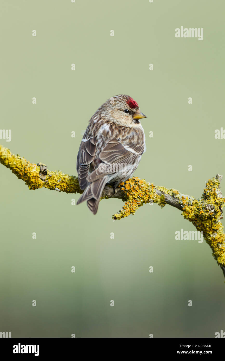 Sizerin flammé Carduelis flammea, nom latin, perché sur un rameau couvert de lichens, défini dans un vert pâle backgournd Banque D'Images