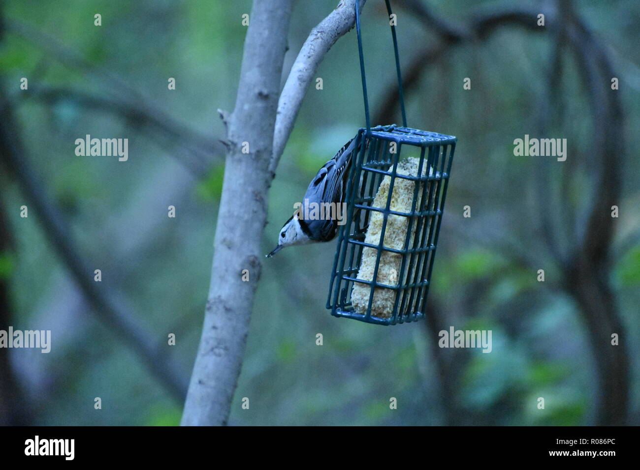 White-Breasted Sittelle, Sitta carolinensis, tête en bas à partir d'un convoyeur de rognon dans la forêt Banque D'Images