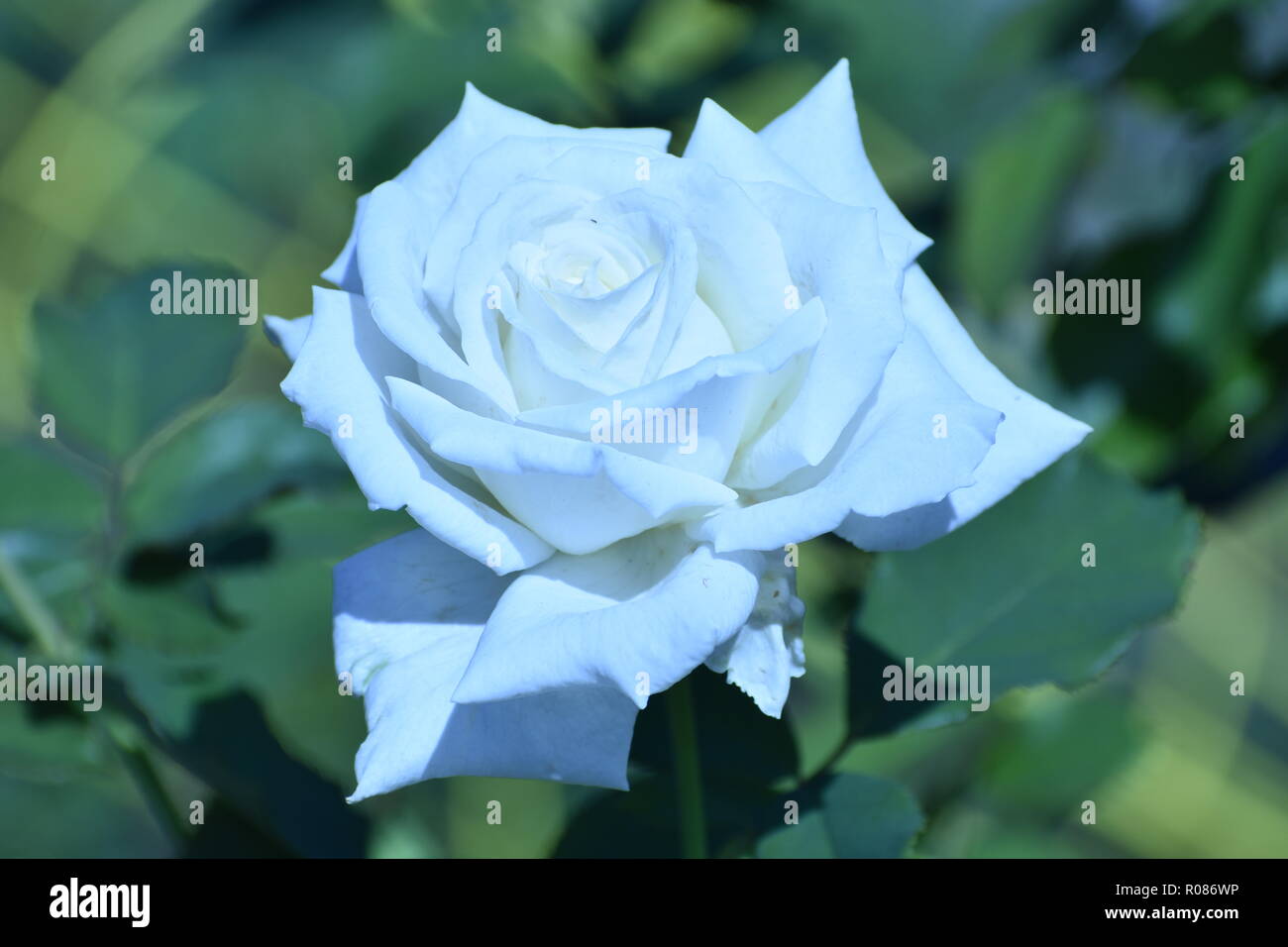 Floraison rose blanche Banque de photographies et d'images à haute  résolution - Alamy