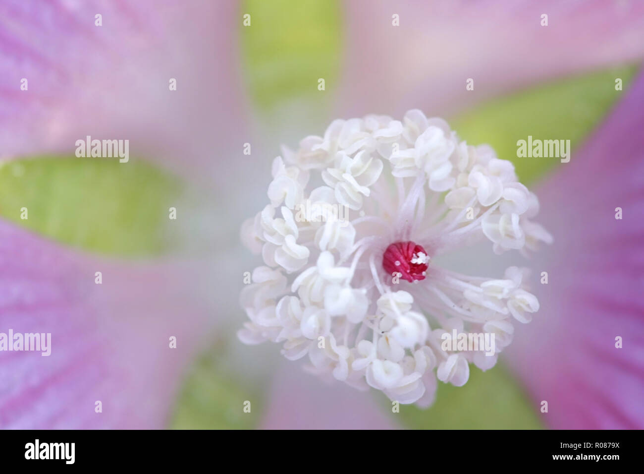 Musk mallow ou rose trémière, musk mallow, centre-fleur Banque D'Images