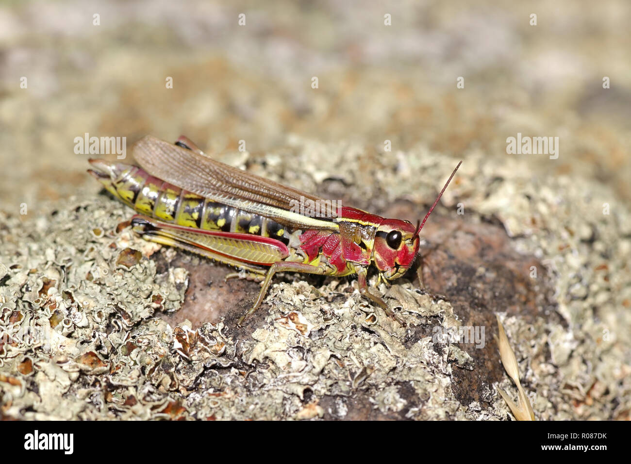 Le criquet, Stethophyma grossum Banque D'Images