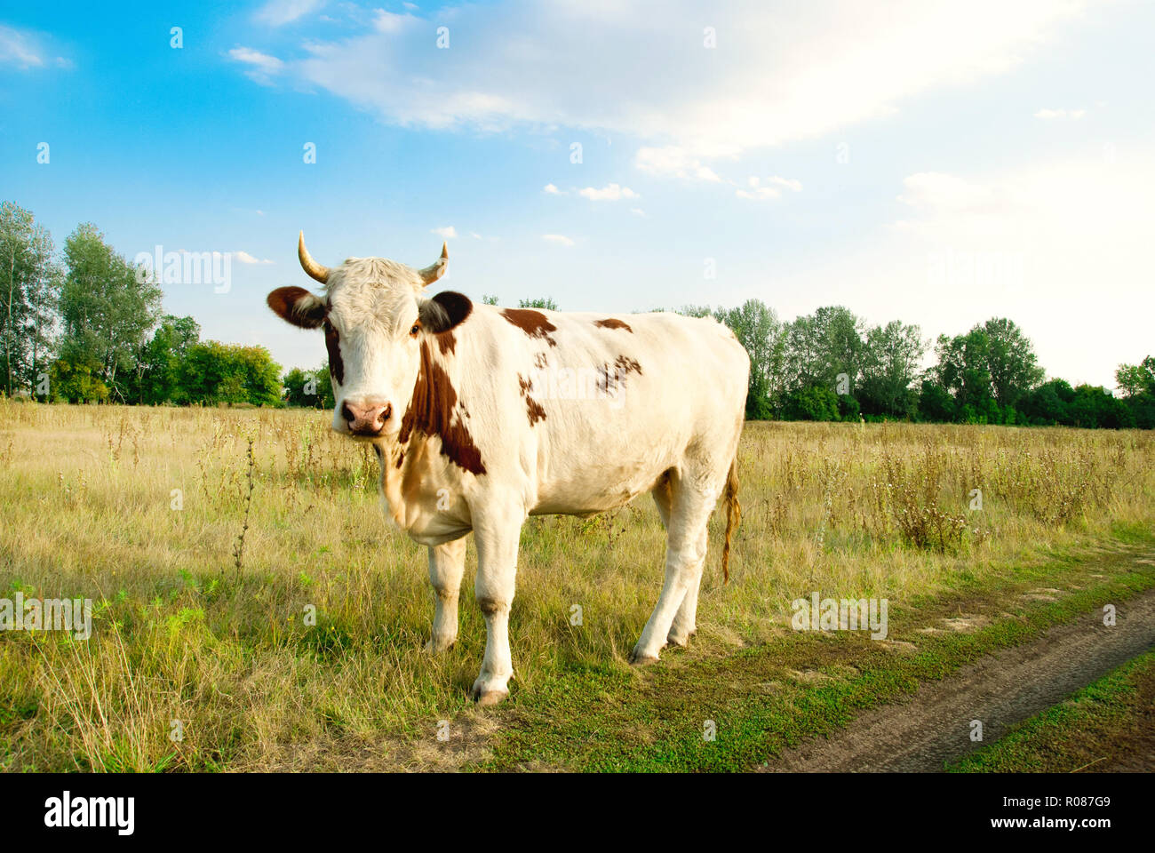 Cow standing dans le pré Banque D'Images