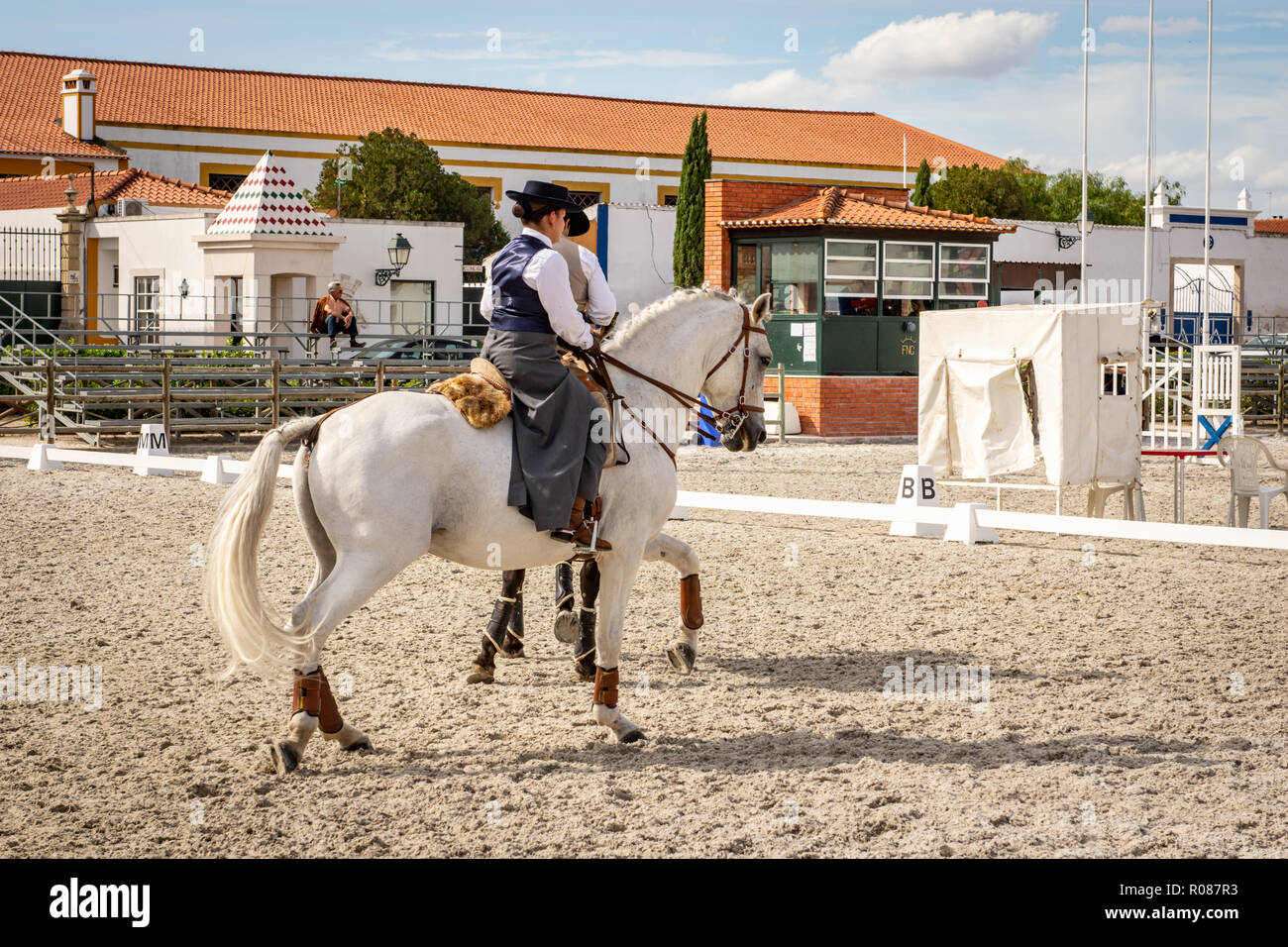 Cheval lusitanien à Golega, Portugal Banque D'Images