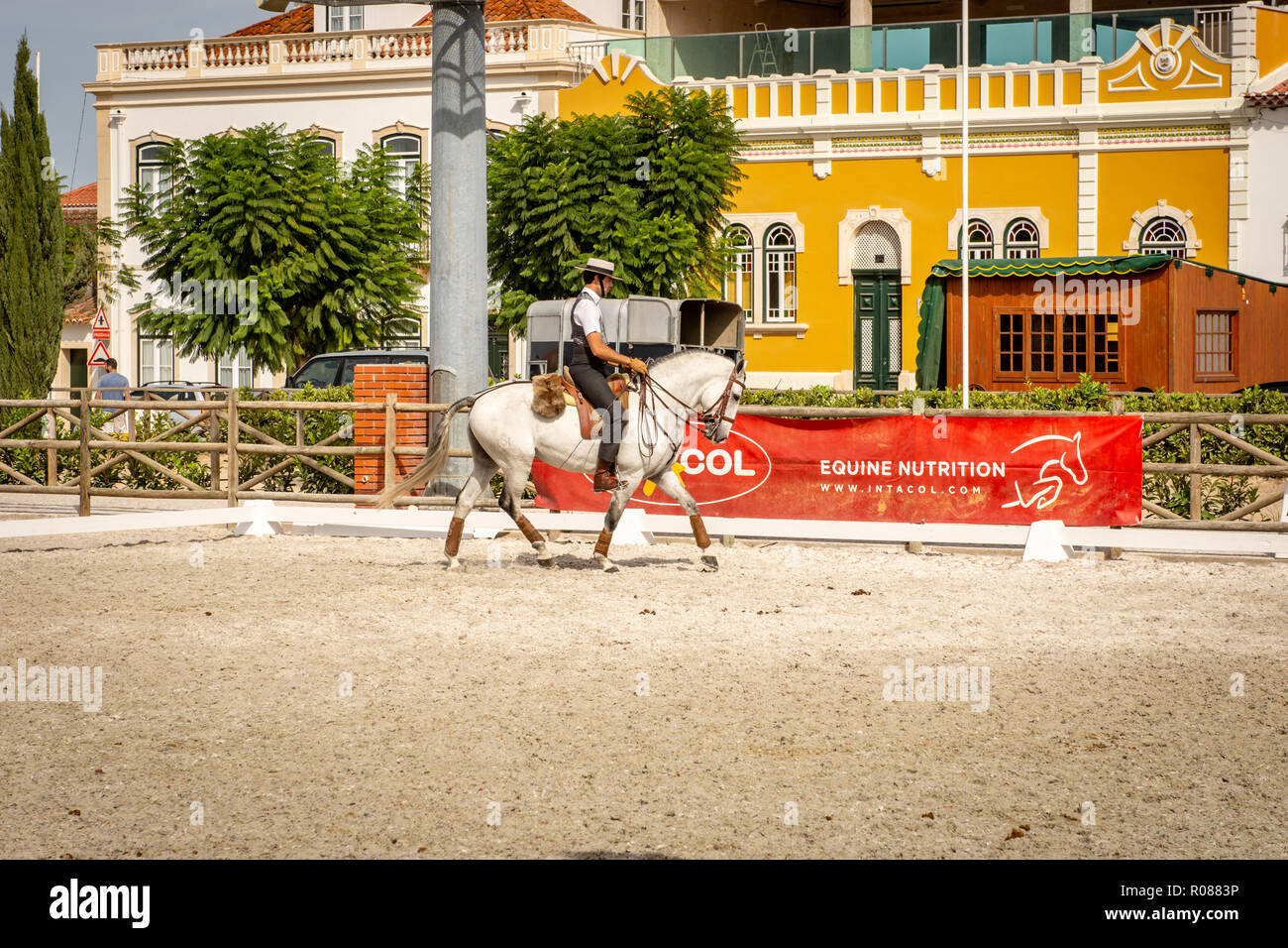 Cheval lusitanien à Golega, Portugal Banque D'Images