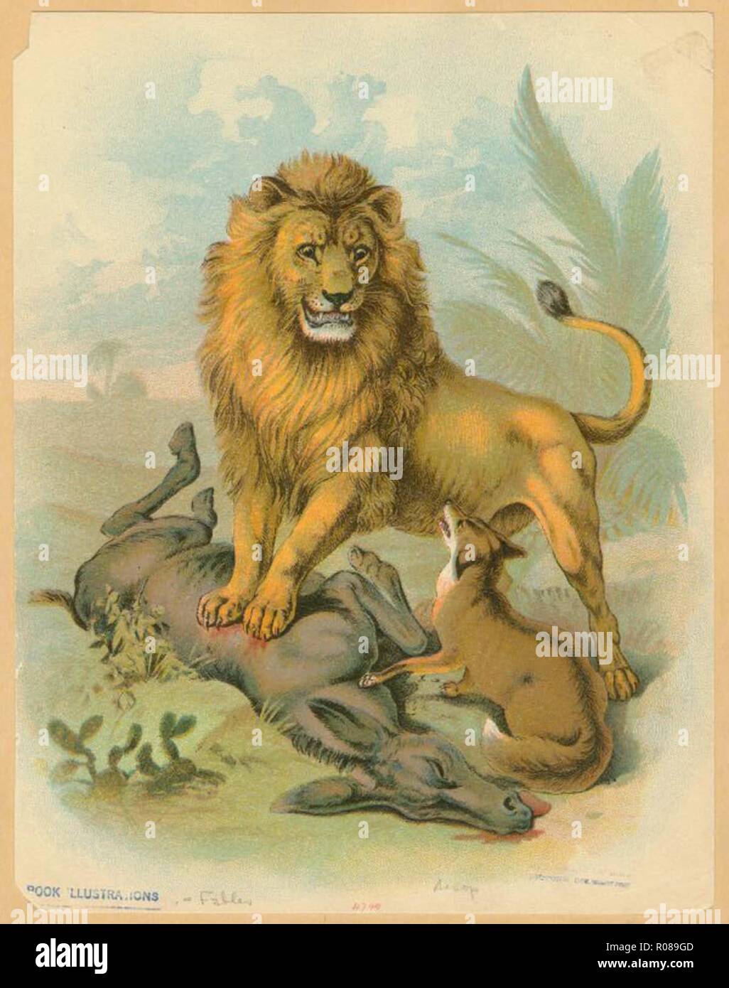 Lion vintage art illustration Banque D'Images