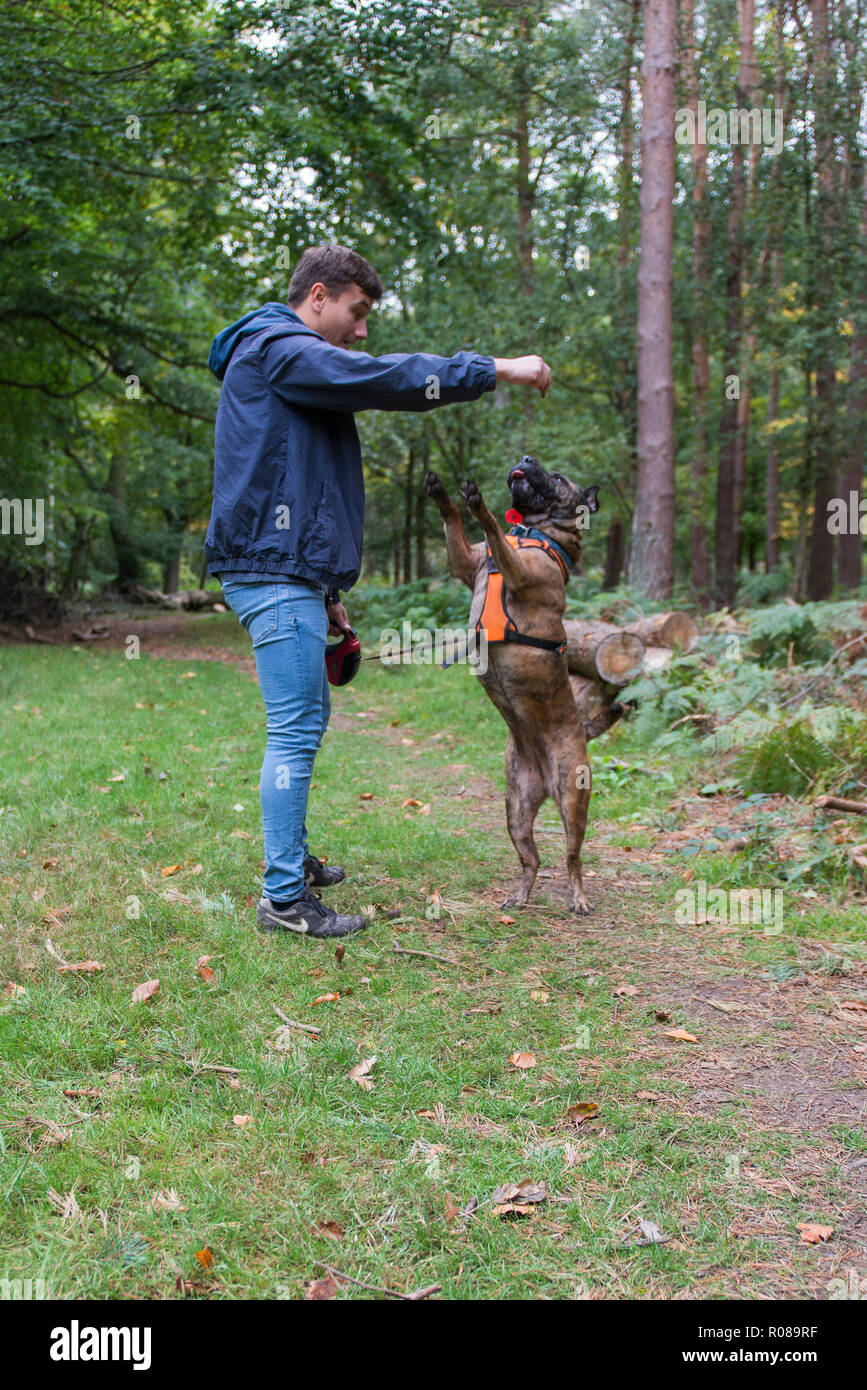 Shar Pei X Race chien avec son propriétaire à Ashridge Woods, Hertfordshire, Royaume-Uni Banque D'Images