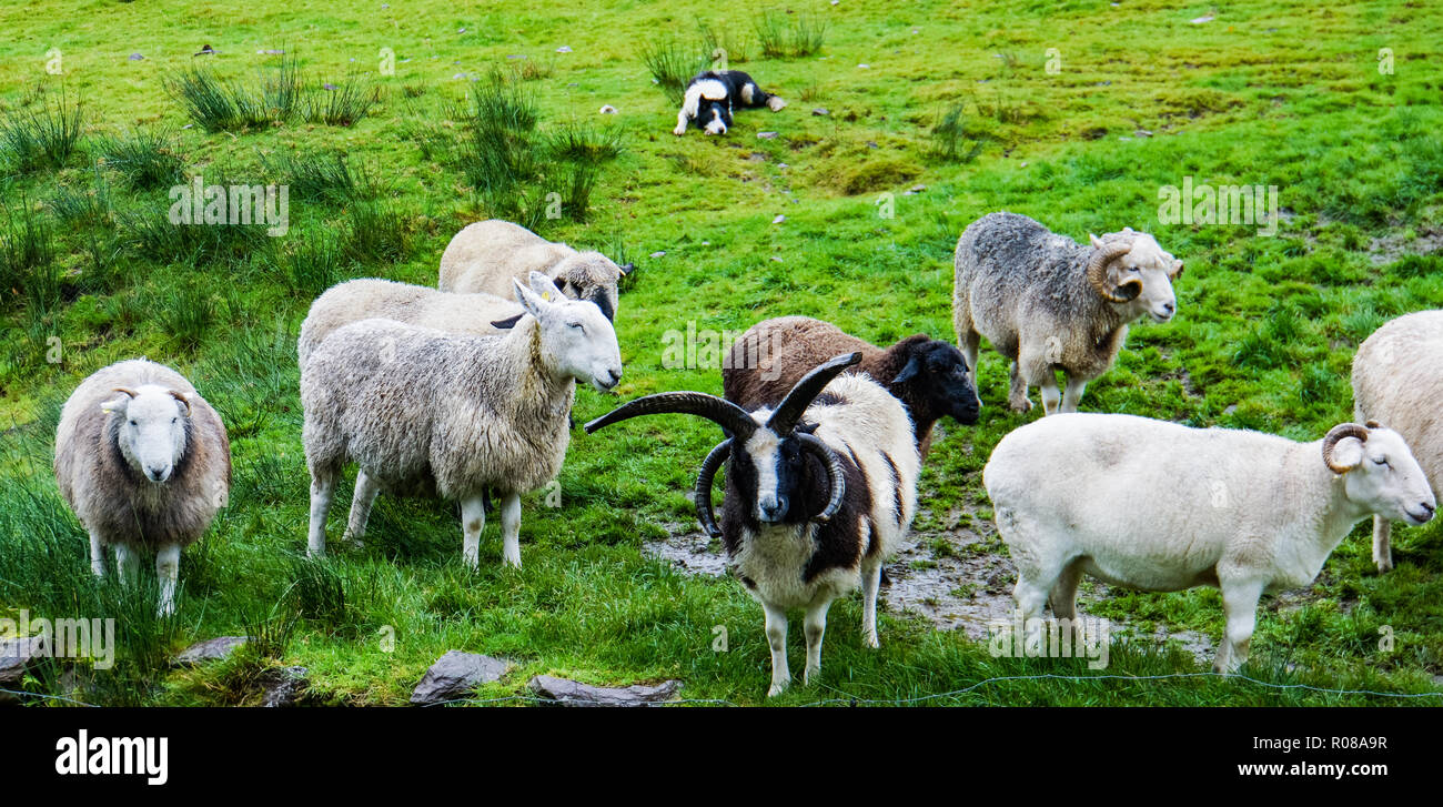 Noir et blanc d'alerte de berger irlandais regarder beaucoup de différentes races de mouton dans l'attente de l'instruction du berger Banque D'Images