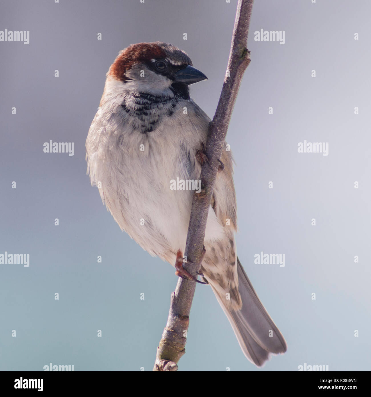 Un oiseau close up portrait of a male moineau domestique (Passer domesticus) dans un jardin Banque D'Images