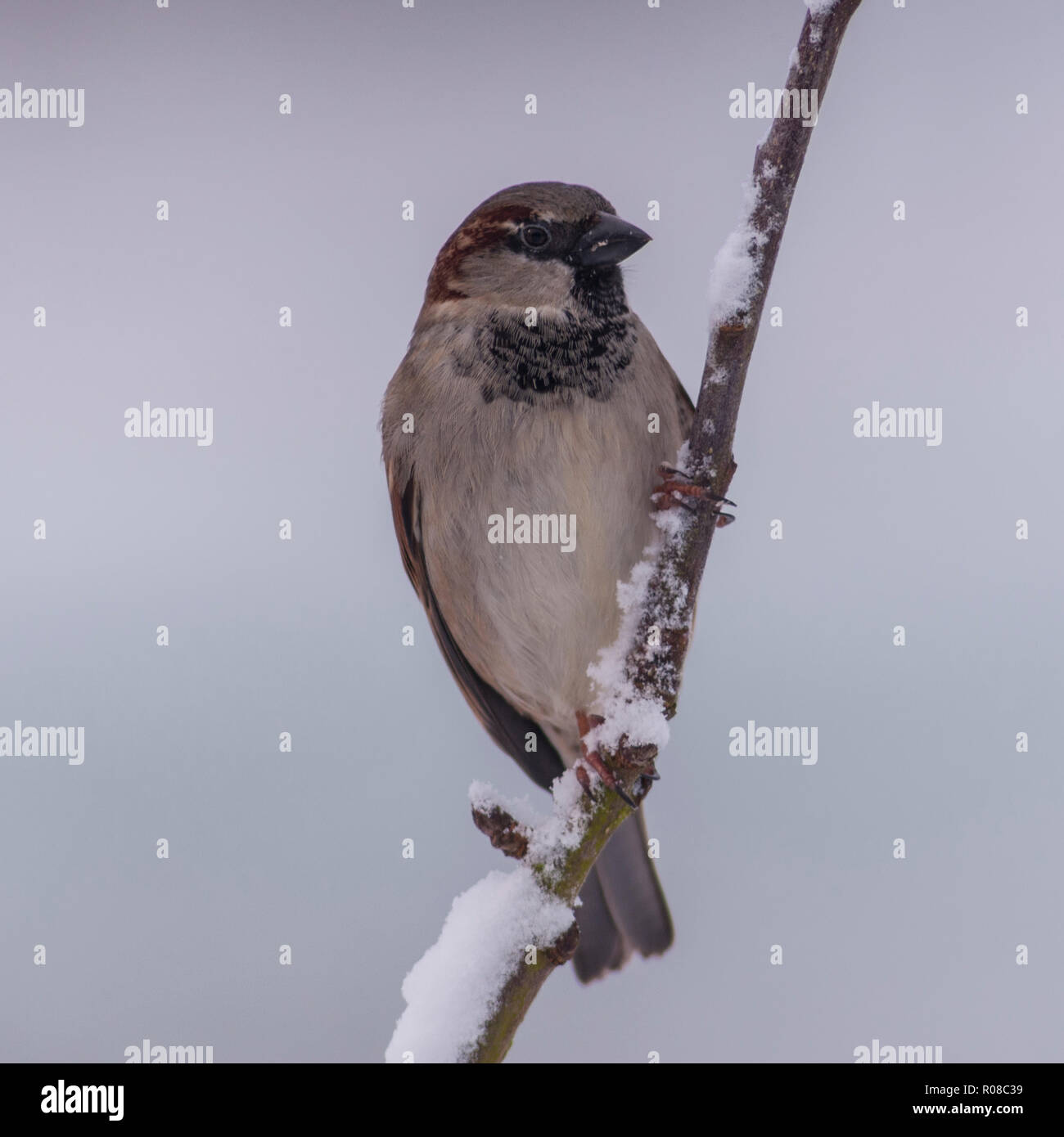 Un oiseau close up portrait of a male moineau domestique (Passer domesticus) dans un jardin Banque D'Images