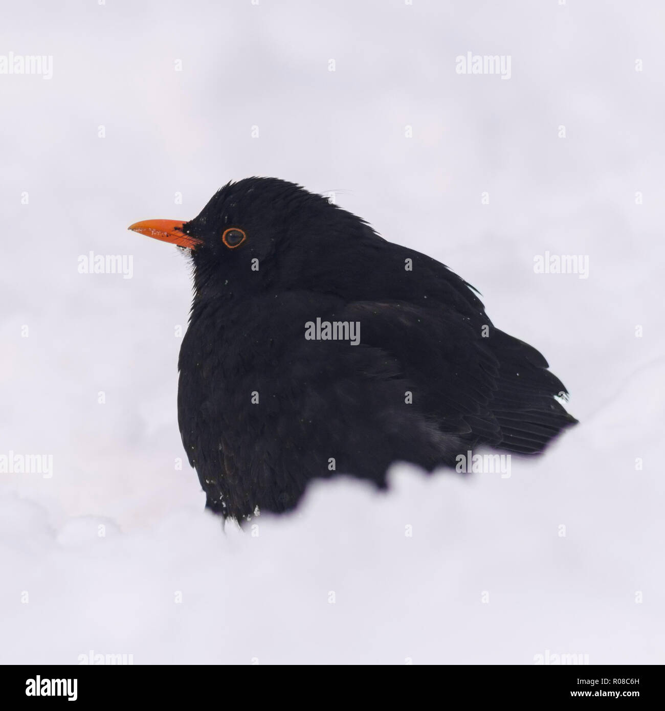 Un mâle Blackbird (Turdus merula) alimentation dans des conditions de gel dans un jardin de Norfolk Banque D'Images