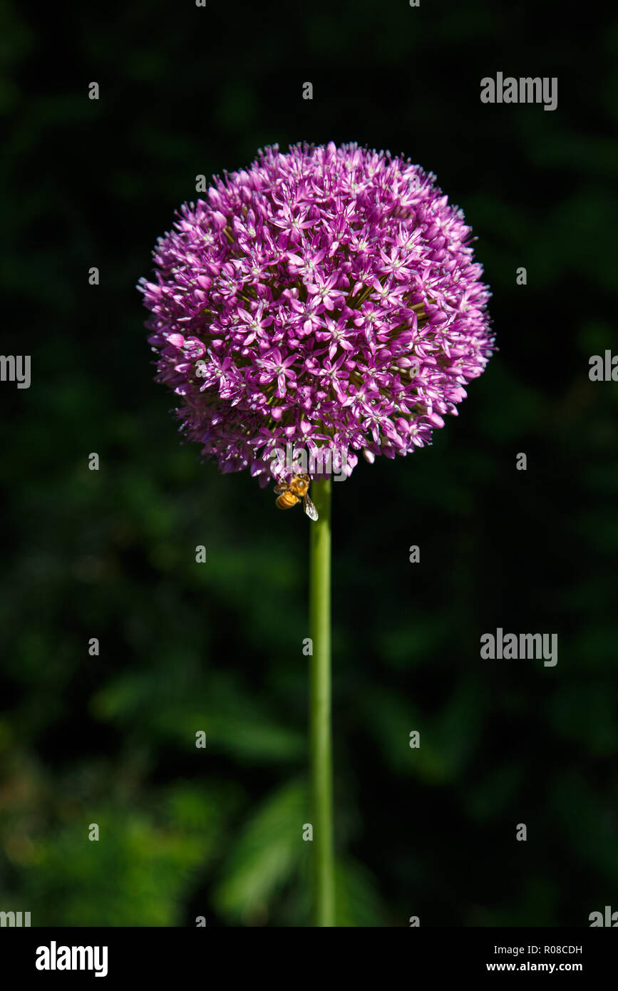 Ombelle sphérique mauve fleur d'Allium contre dark verdure. Banque D'Images
