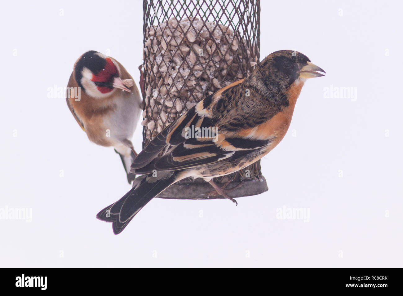 Un pinson et un Goldfich dosage dans un jardin en hiver au Royaume-Uni Banque D'Images