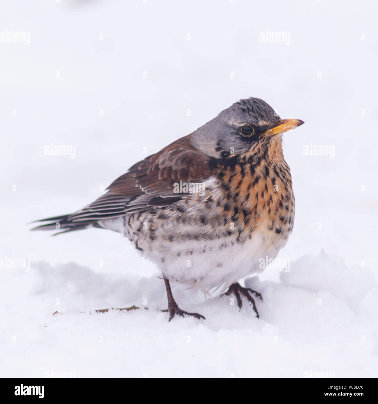 Un f (Turdus Fieldfare) alimentation dans des conditions de gel dans un jardin de Norfolk Banque D'Images