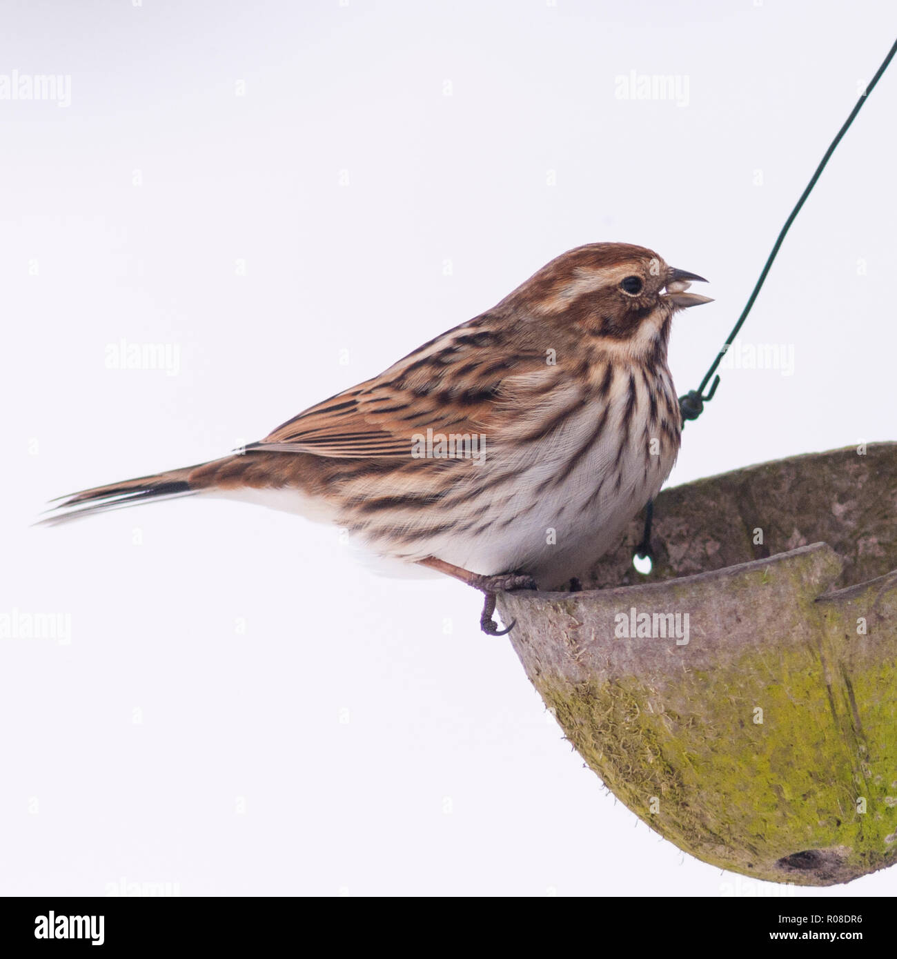 Une femelle (Emberiza schoeniclus Reed) au Royaume-Uni Banque D'Images