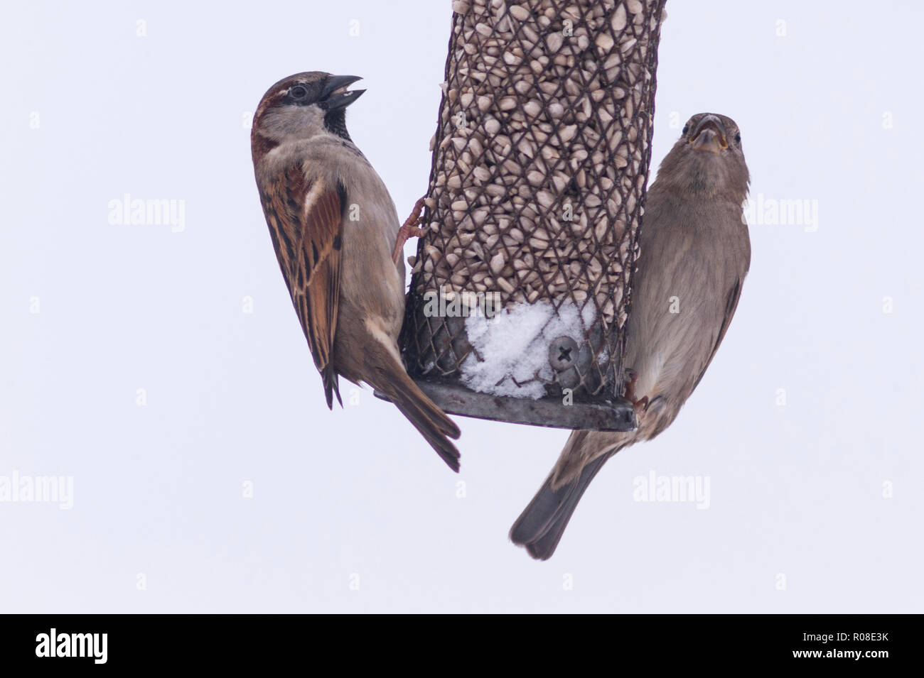 Une paire de moineaux domestiques (Passer domesticus) dans un jardin Banque D'Images