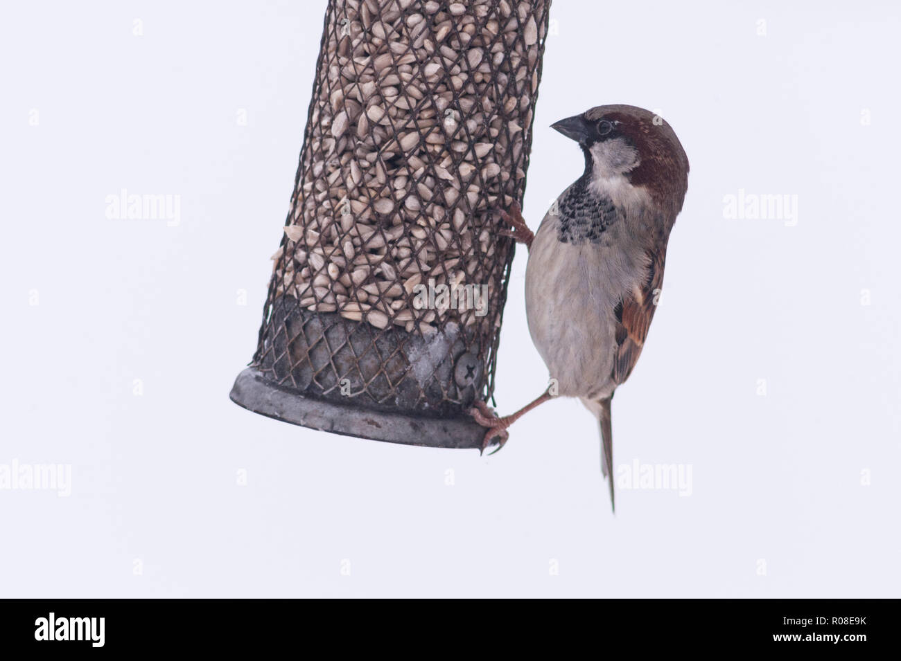 Un oiseau close up portrait of a male moineau domestique (Passer domesticus) dans un jardin Banque D'Images