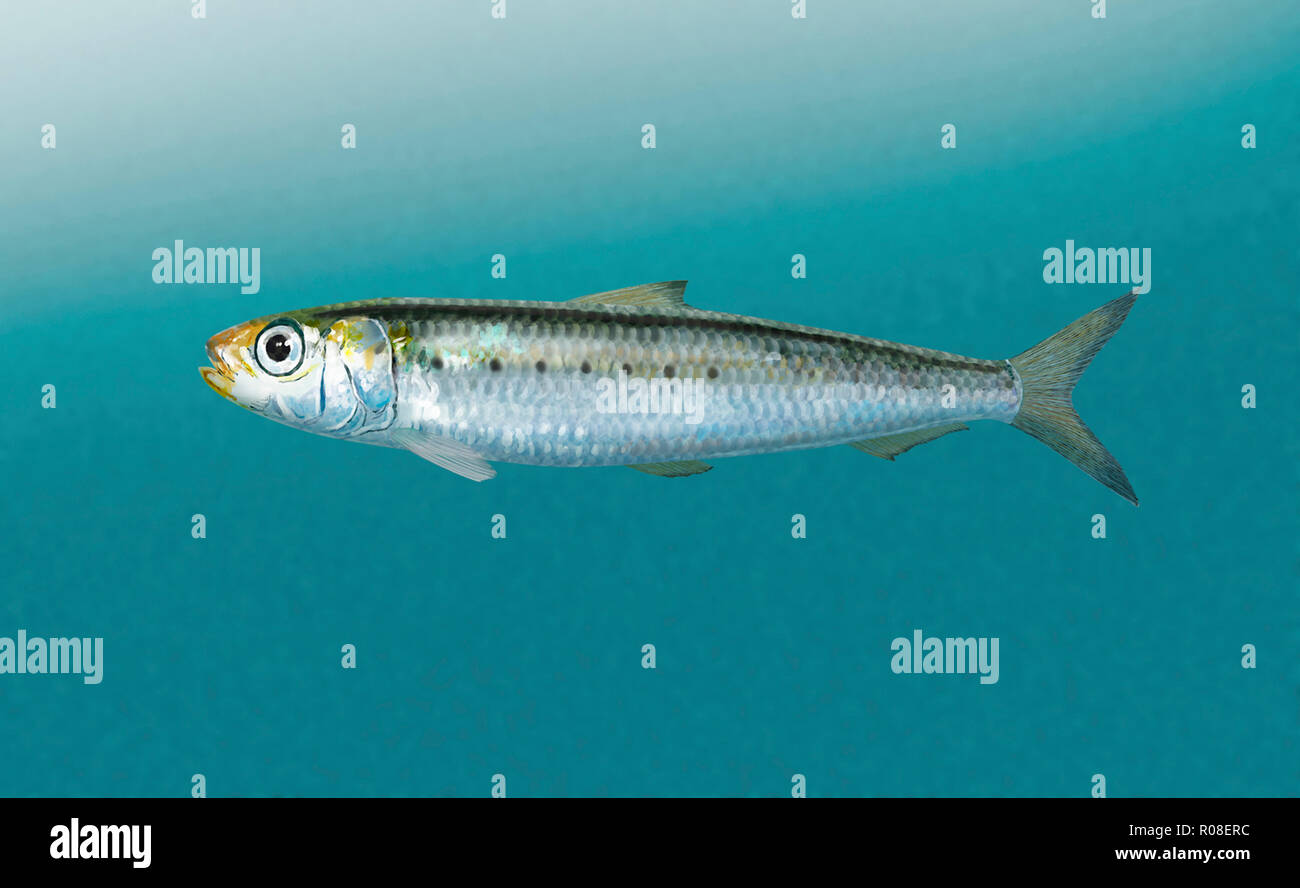 Illustration numérique d'une sardine Banque D'Images
