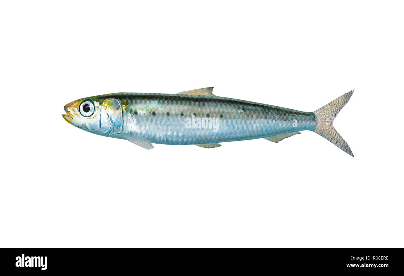 Illustration numérique d'une sardine Banque D'Images