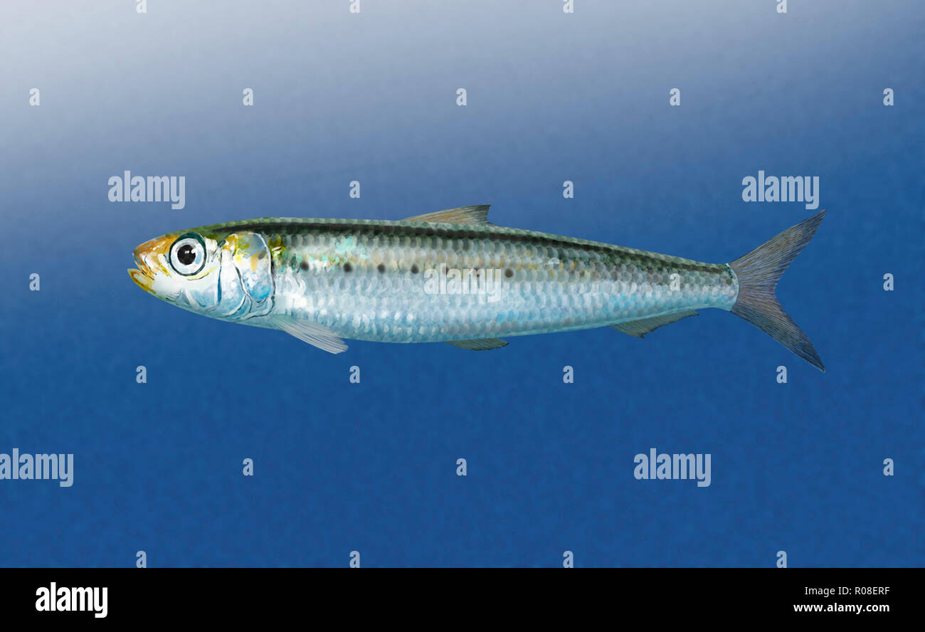 Illustration numérique d'une sardine Banque D'Images