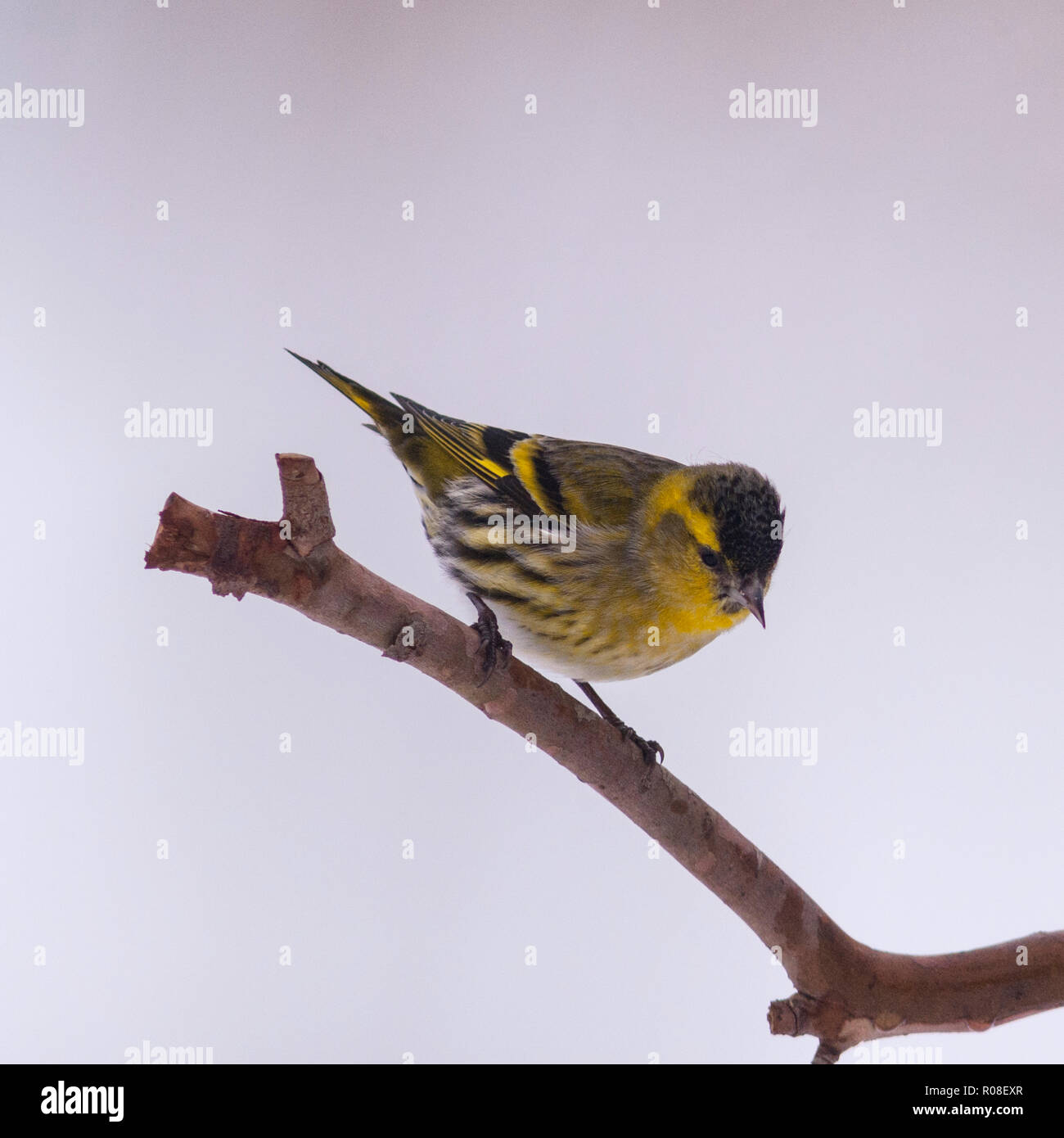 Un Tarin des pins (Carduelis spinus eurasienne) mâle adulte se nourrir dans des conditions de gel dans un jardin de Norfolk Banque D'Images