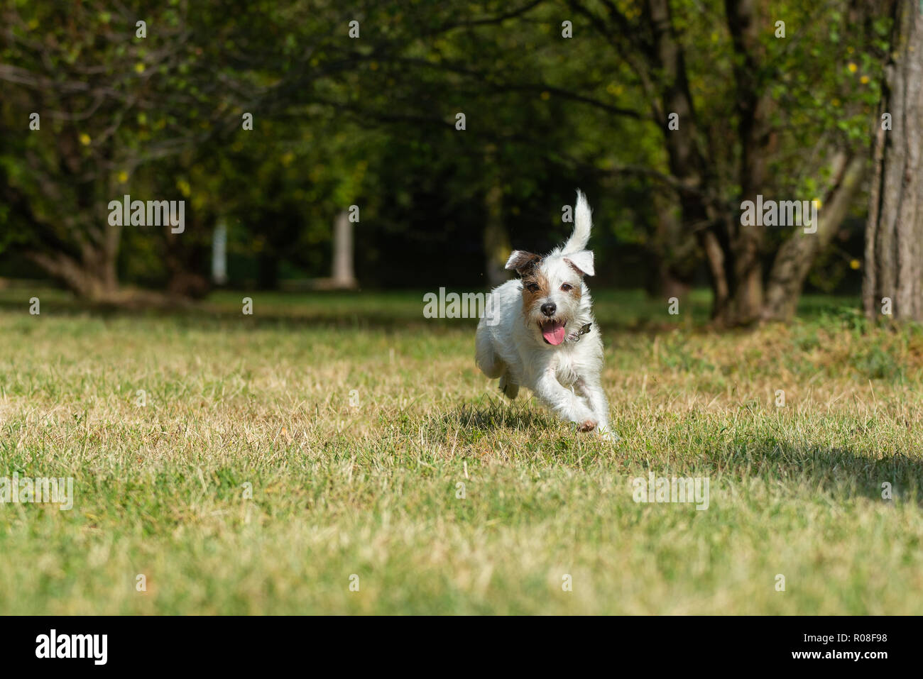 Parson Russell Terrier courir très vite dans un parc de la ville Banque D'Images