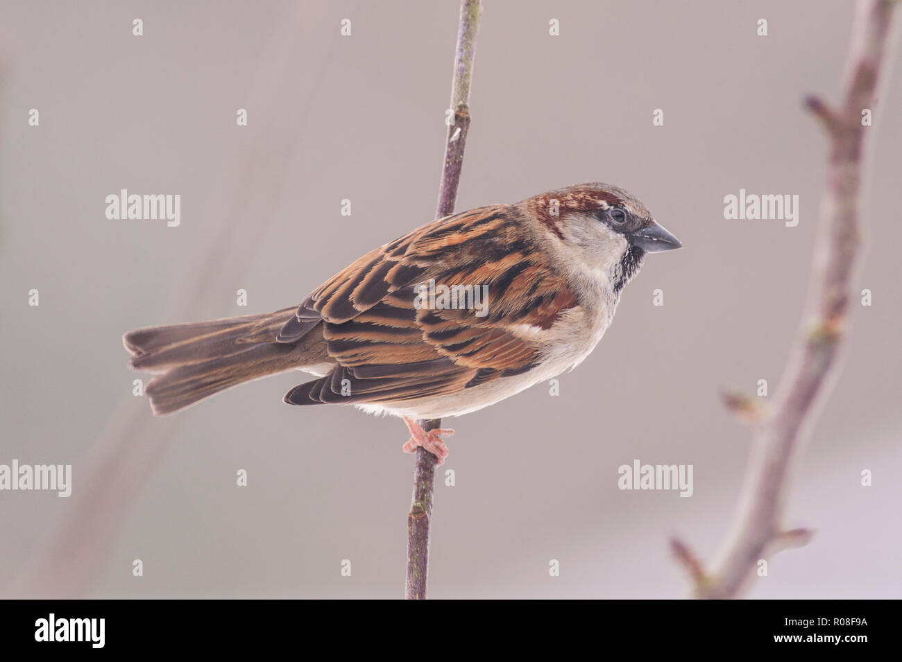 Un oiseau close up portrait of a male moineau domestique (Passer domesticus) dans un jardin Banque D'Images