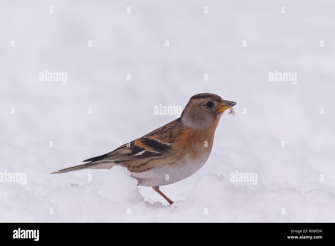 Une femelle pinson du nord (Fringilla montifringilla) alimentation dans des conditions de gel dans un jardin de Norfolk Banque D'Images