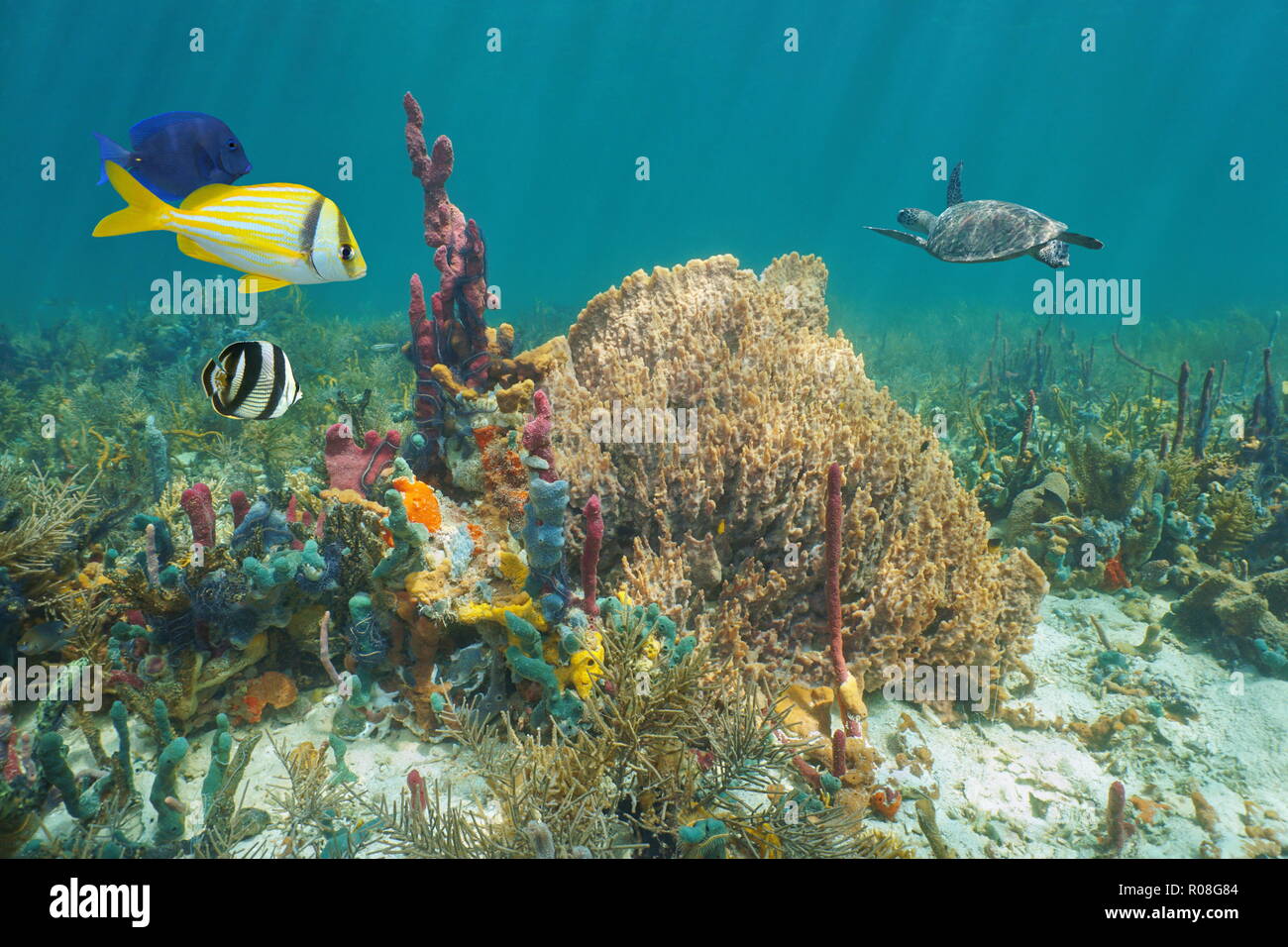Vie marine colorée dans un récif de corail de la mer des Caraïbes sous l'eau, éponges de mer de poissons tropicaux et une tortue en arrière-plan Banque D'Images