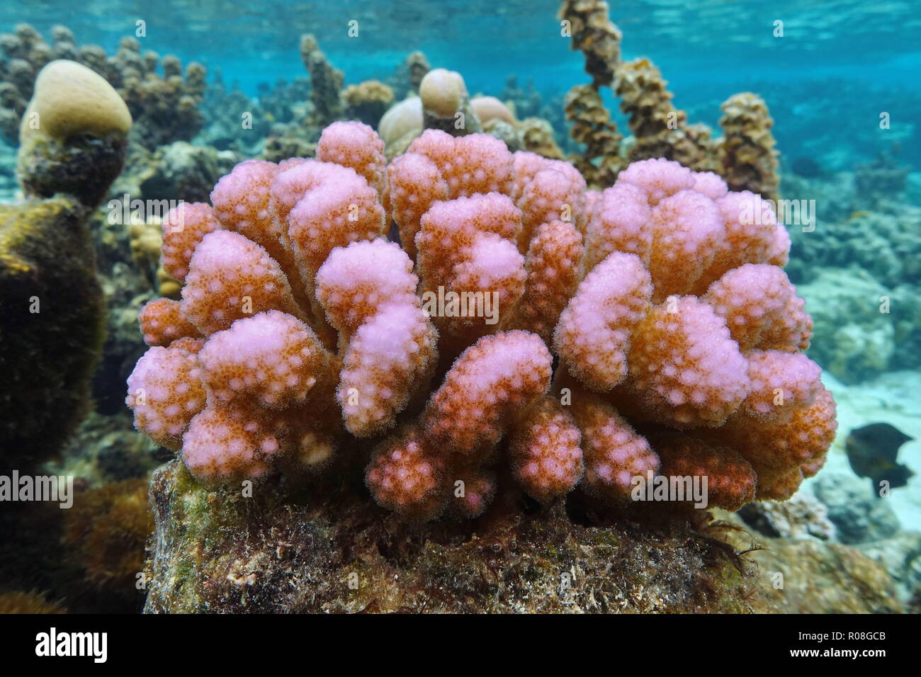 Le corail rose sous l'eau, Pocillopora sp., l'océan Pacifique, Polynésie française, Samoa Américaines Banque D'Images