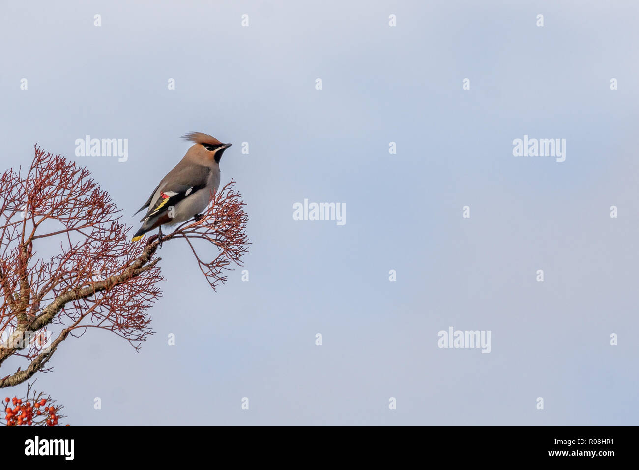 Un Jaseur boréal Bombycilla garrulus,, dans un arbre dépouillé de baies prises à Norfolk, UK Banque D'Images