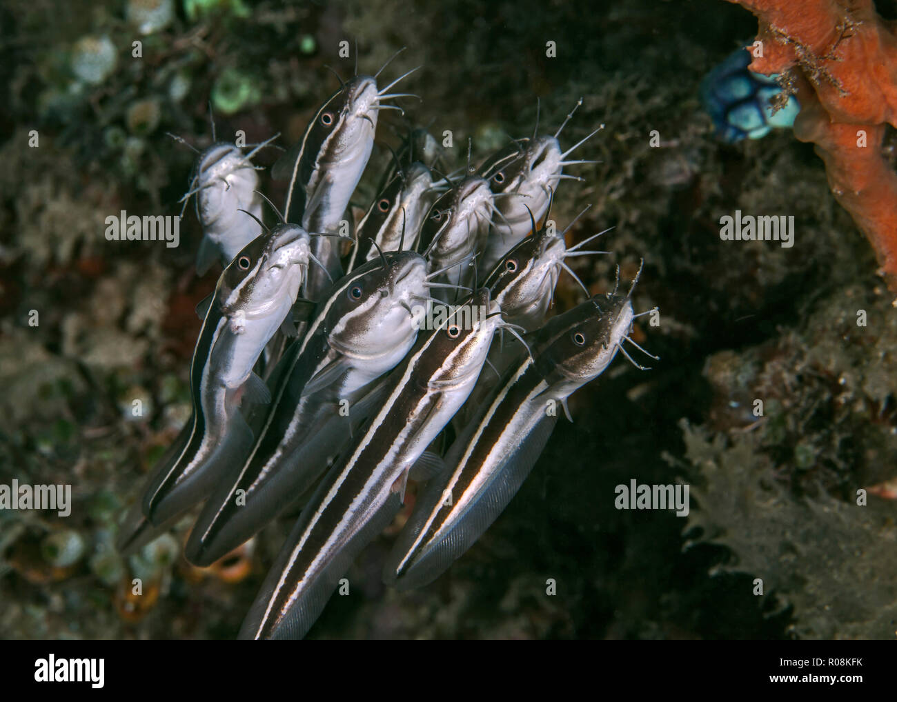 L'école regroupée sur le poisson-chat rayé (Plotosus lineatus) le long de la barrière de corail. Ambon en Indonésie. Banque D'Images