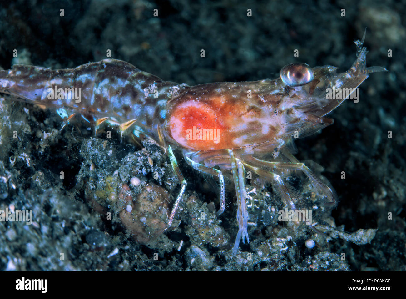 Crevettes qui ressemble à un cricket émerge de son terrier dans la mer la nuit. Difficile à trouver et photographier, comme il se déplace rapidement pour éviter la lumière Banque D'Images