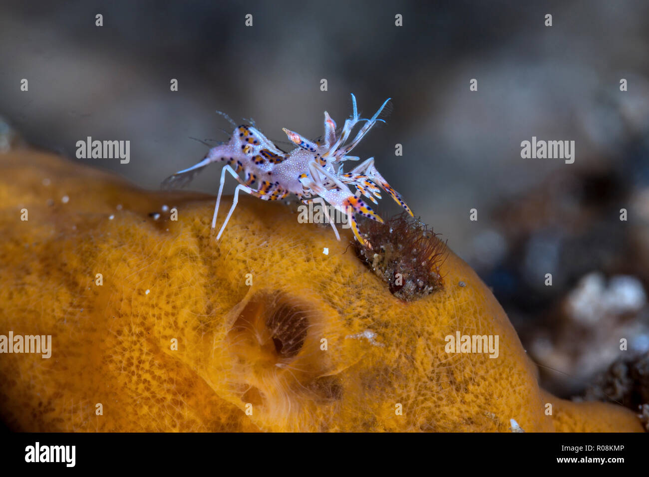 Crevettes tigrées épineuse qui se nourrissent de l'éponge orange sous l'eau. Détroit de Lembeh, Indonésie Banque D'Images