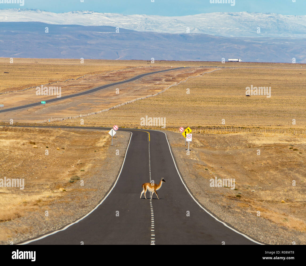 Cobourg traversant la route 40 à Santa Cruz, Argentine Banque D'Images