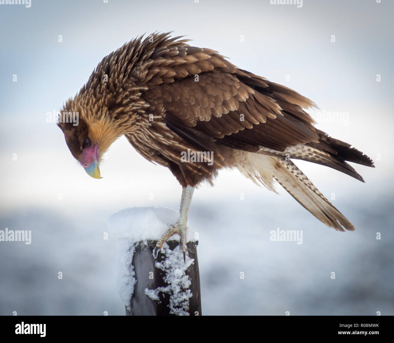 Un Caracara hawk atterrit sur une clôture à proximité de la route à Patagonie Banque D'Images