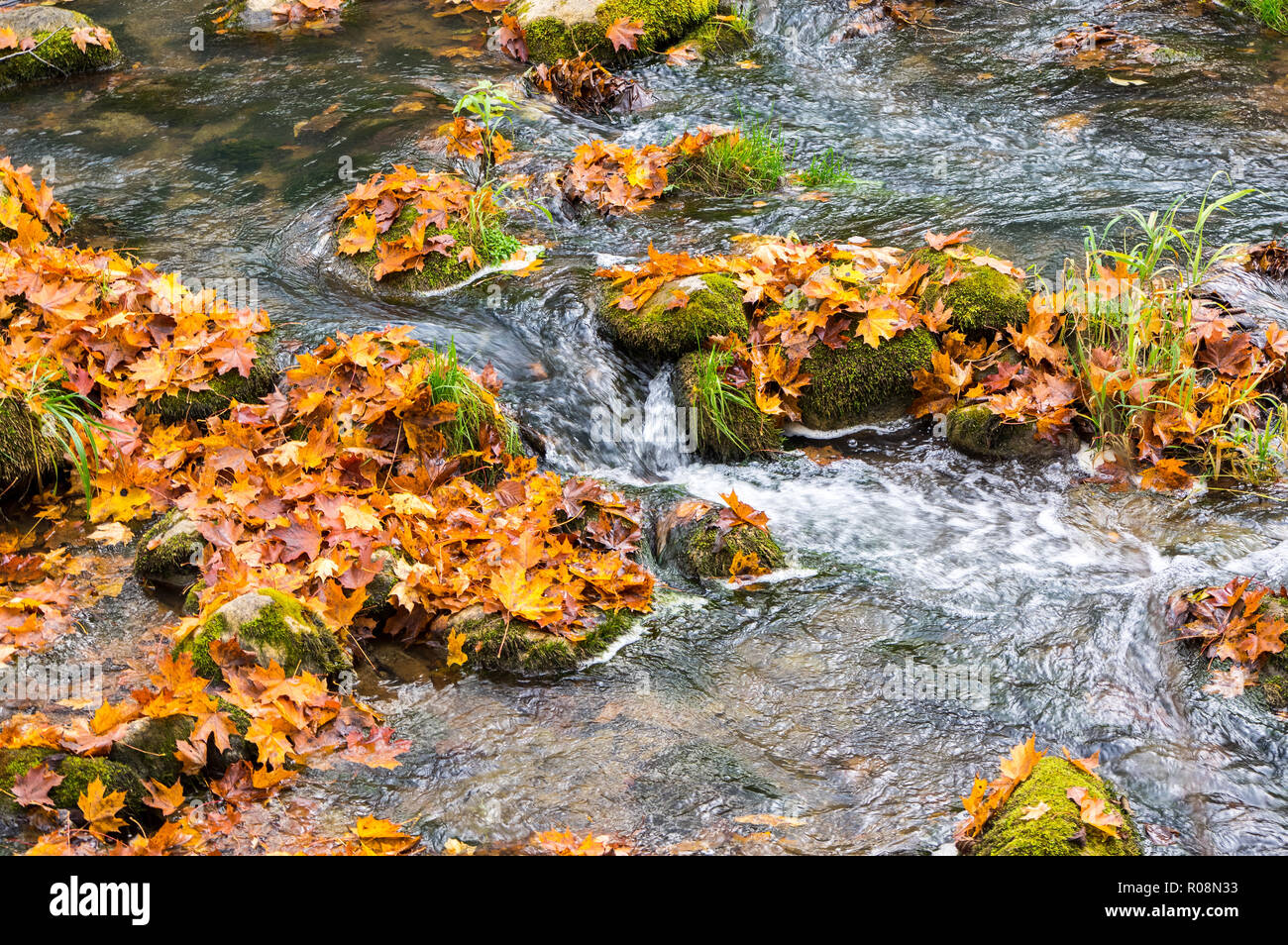 Cours d'automne tranquille de rivière de montagne avec des pierres et des feuilles aux couleurs automnales Banque D'Images