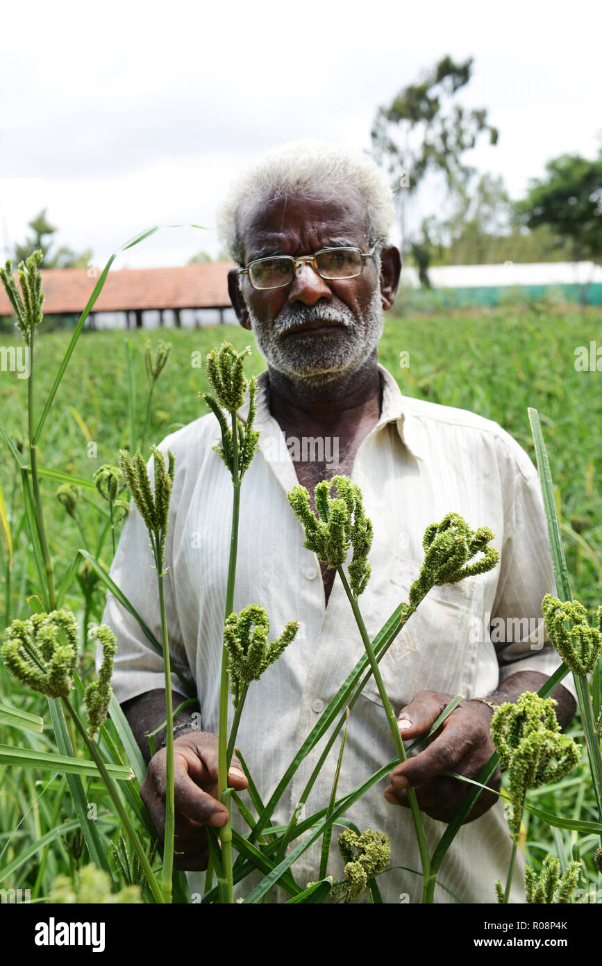 Un agriculteur de l'éleusine Kuppam, Andhra Pradesh, Inde. Banque D'Images