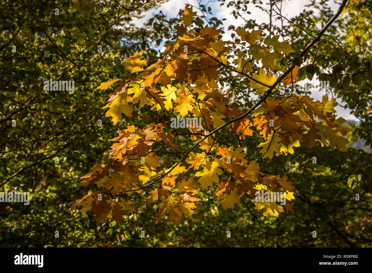 Belles feuilles d'automne dans les branches avec des couleurs jaune et vert tonning à Guarda au Portugal Banque D'Images