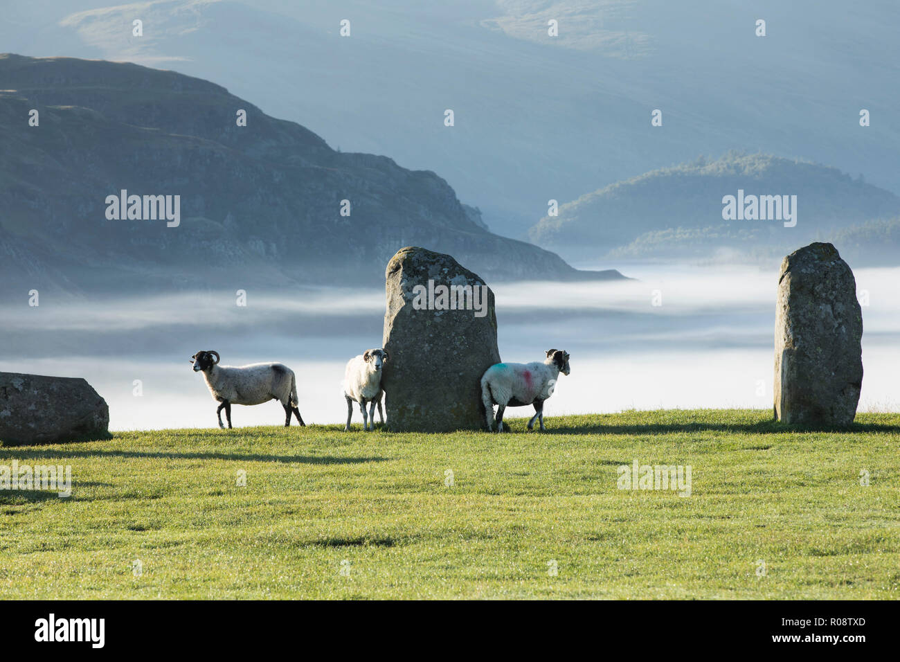Pierres de Castlerigg debout au lever du soleil avec des moutons et de la brume, le parc national de Lake District, Cumbria, Angleterre, Royaume-Uni. Banque D'Images