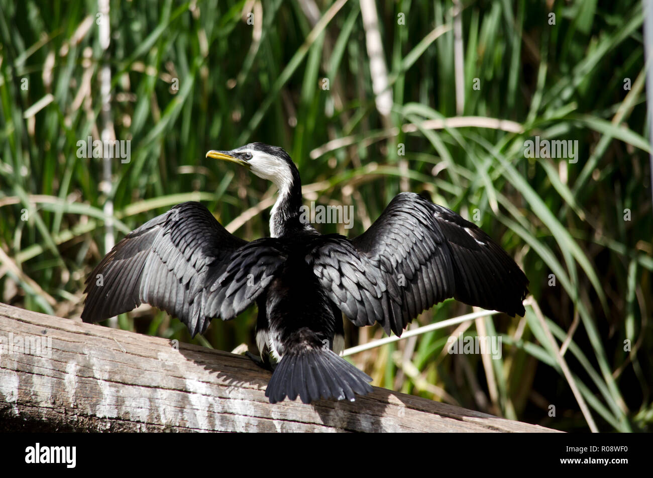 Le Cormorant est assis au soleil de sécher ses ailes Banque D'Images
