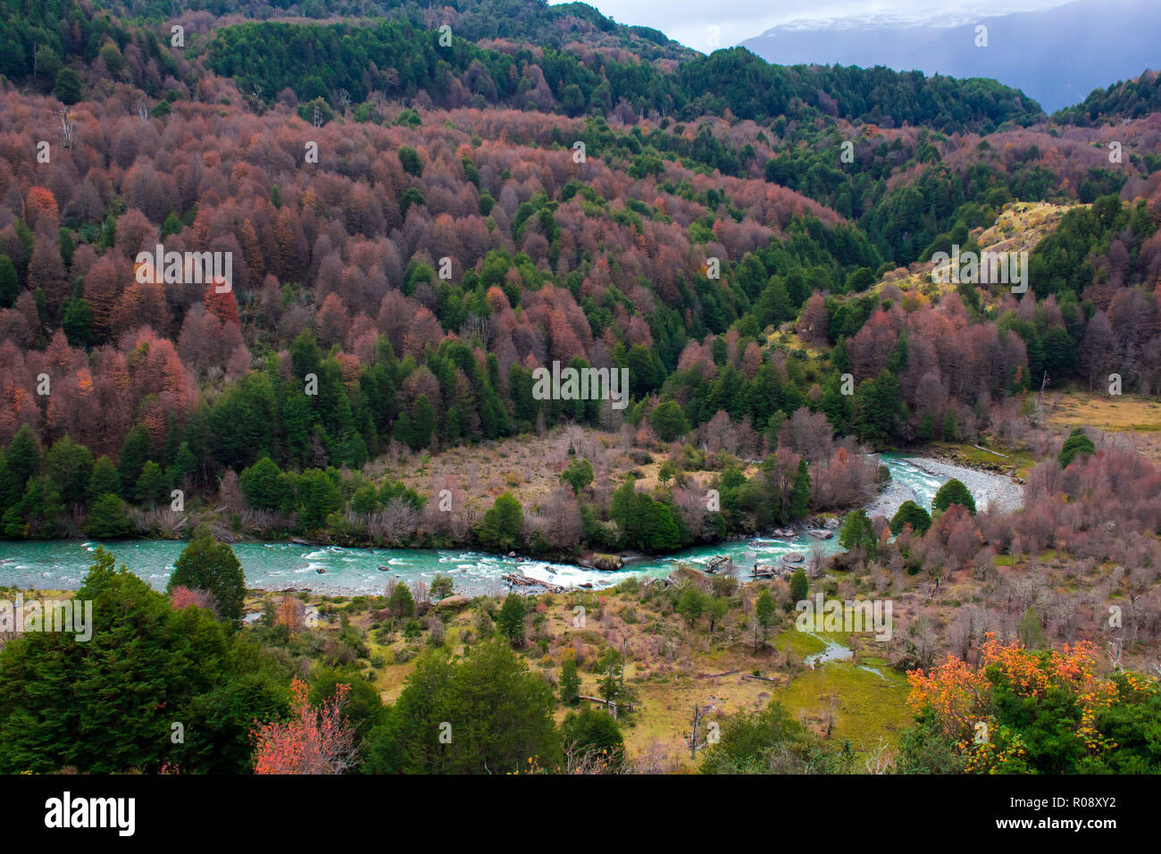 Vue sur forêt de pins à la Patagonie chilienne au cours de l'automne Banque D'Images