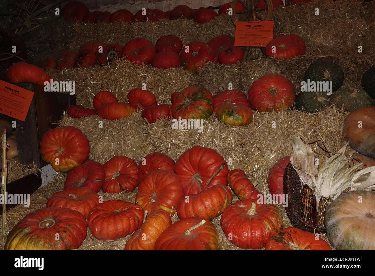 Stand avec squash assortiment de différentes formes et tailles Banque D'Images