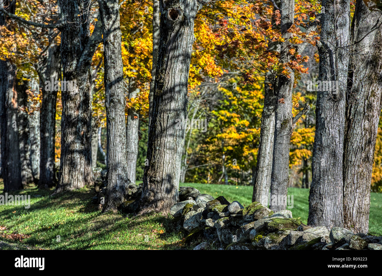 Les arbres d'automne et de clôture en pierre, la lecture, Vermont, USA. Banque D'Images