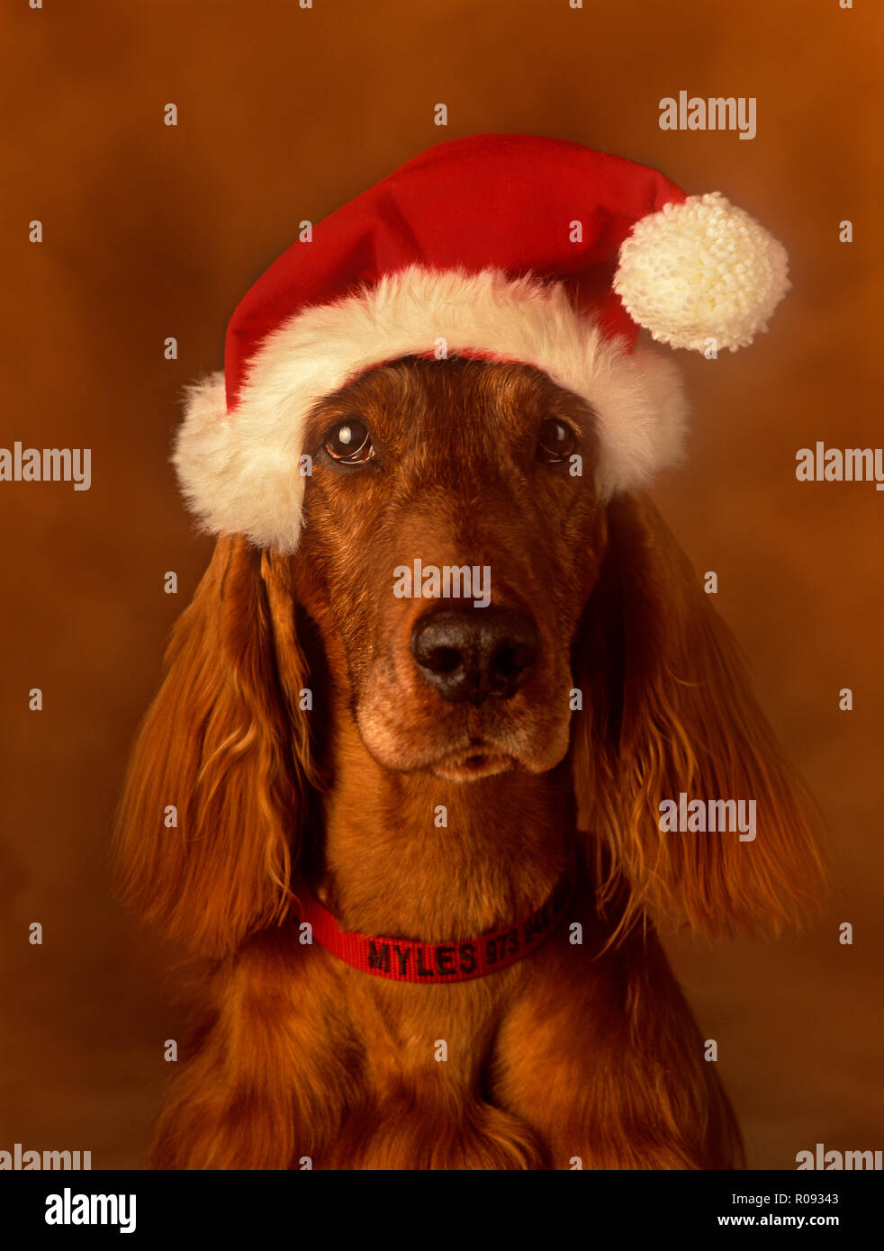 Setter Irlandais wearing a Santa hat contre un arrière-plan très doux à la caméra à droite Banque D'Images